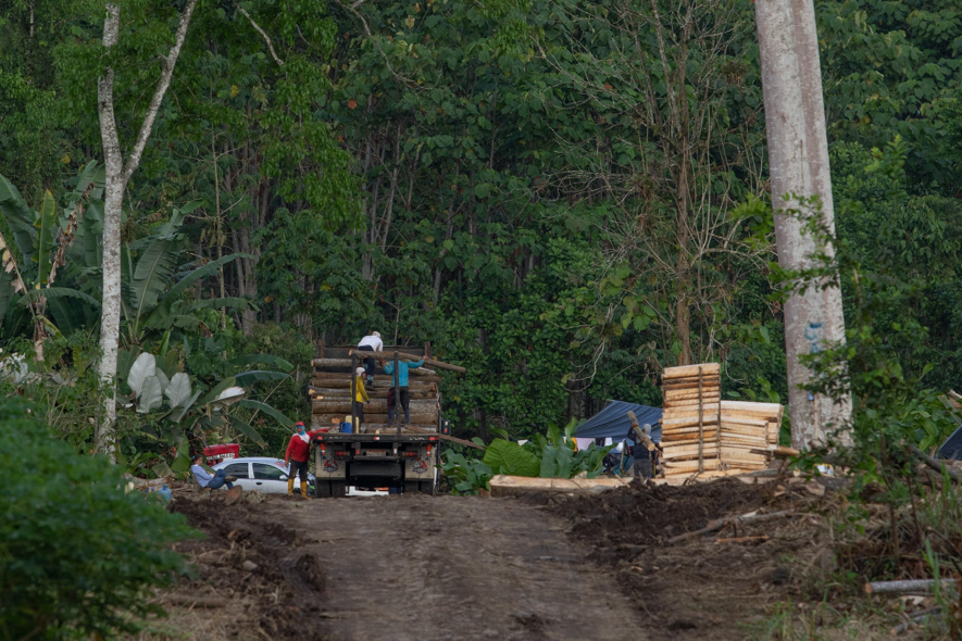 Balsa en Ecuador #6: Plantaciones, poblaciones silvestres y nuevos espacios  ocupados por la balsa - Acción Ecológica